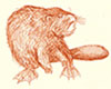Beaver_Illustration_sepia_Ink_blog_Small_Drew_CHristie