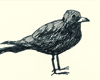 Blackbird_illustration_drawing_sketchbook_artwork_seattle_artist_Drew_Christie_thumbnail